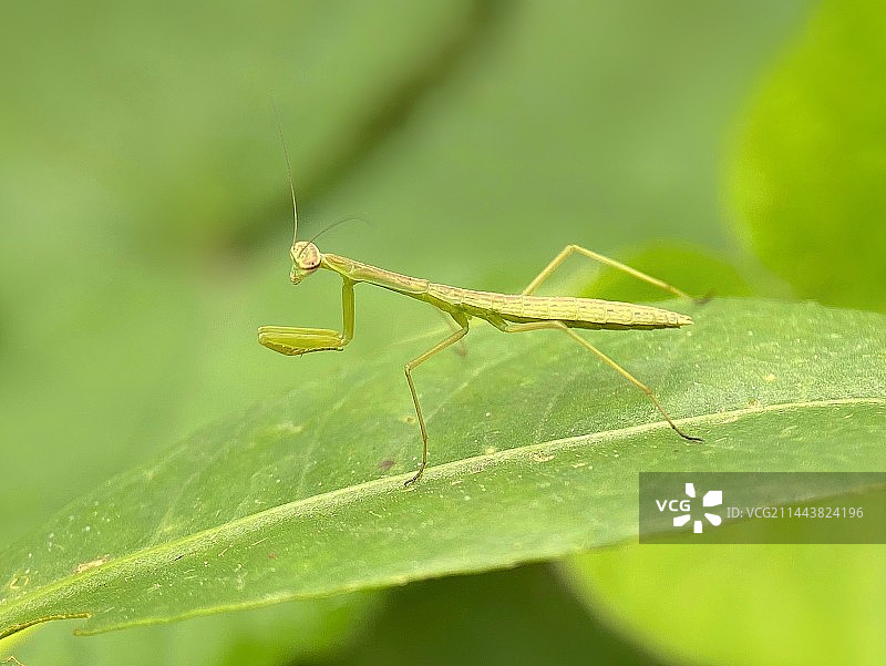 叶上昆虫特写镜头图片素材