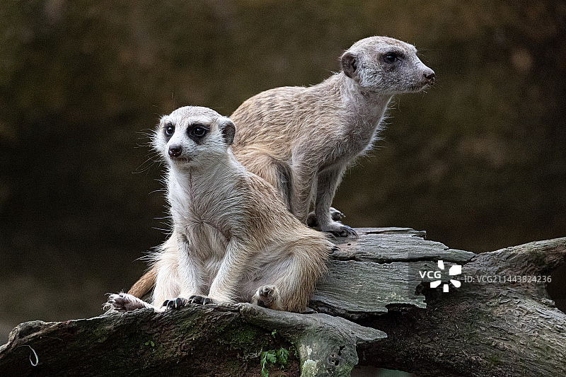 新加坡动物园图片素材