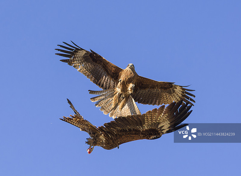 禾木村喂飞鹰的瞬间图片素材