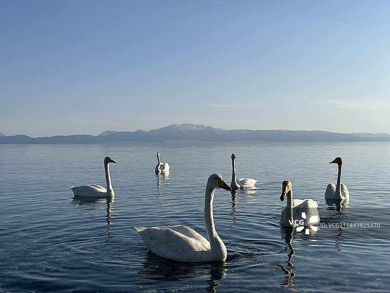赛里木湖天鹅图片素材