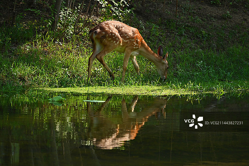 在溪边吃草的梅花鹿图片素材