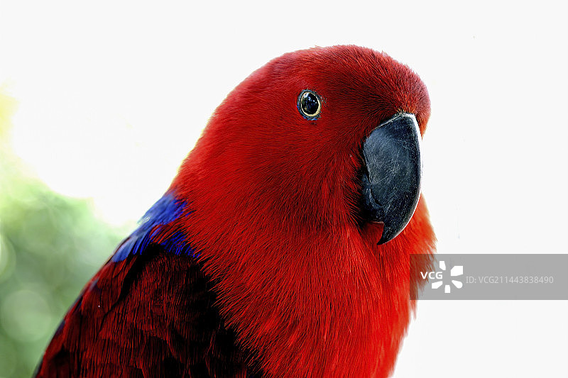 红鹦鹉图片素材