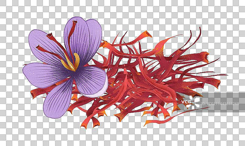 中药番红花藏红花元素图片素材