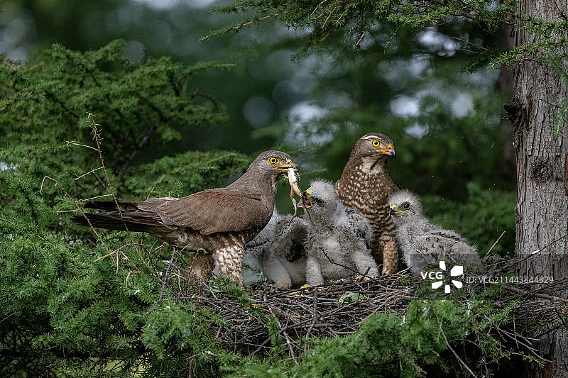 森林里栖息的灰脸鵟鹰一家图片素材