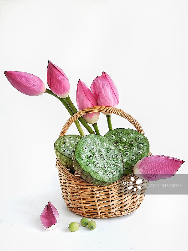 荷花与莲蓬图片素材