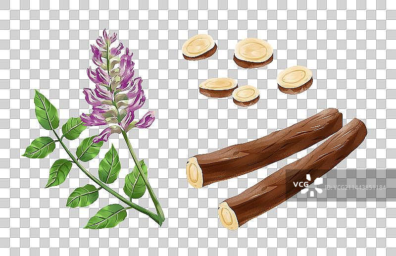 中国传统文化中草药药材之 甘草图片素材