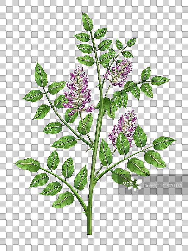 中国传统文化中草药药材之 甘草图片素材