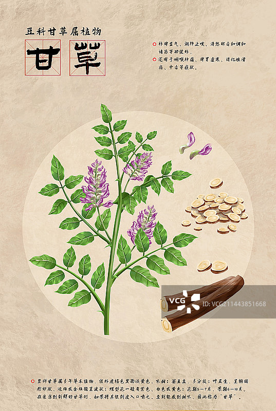 中国传统文化中草药药材之甘草图片素材