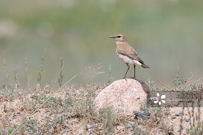 沙䳭在石头上站立图片素材
