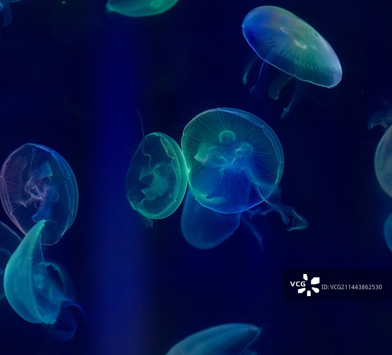 青岛极地海洋乐园的动物们图片素材