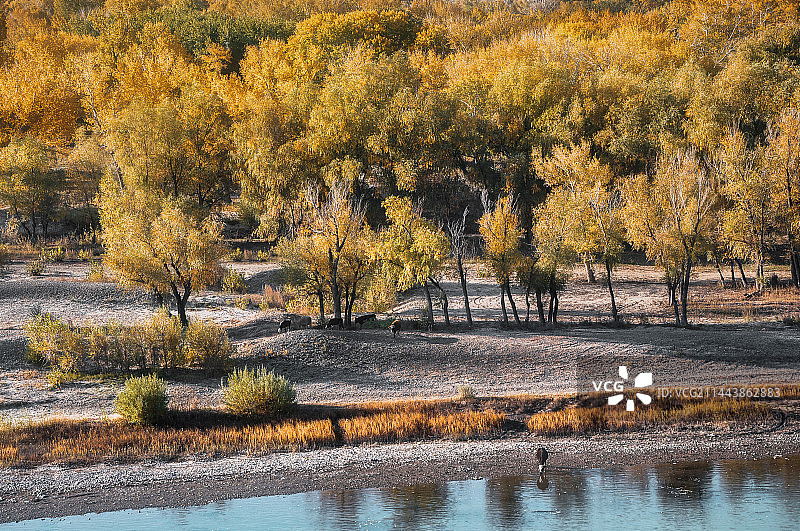 额尔齐斯河边的秋色图片素材