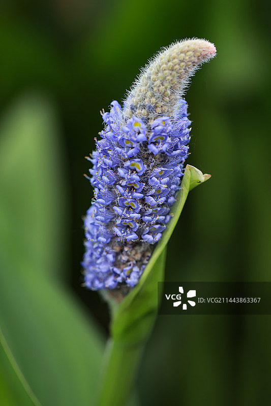 梭鱼草图片素材