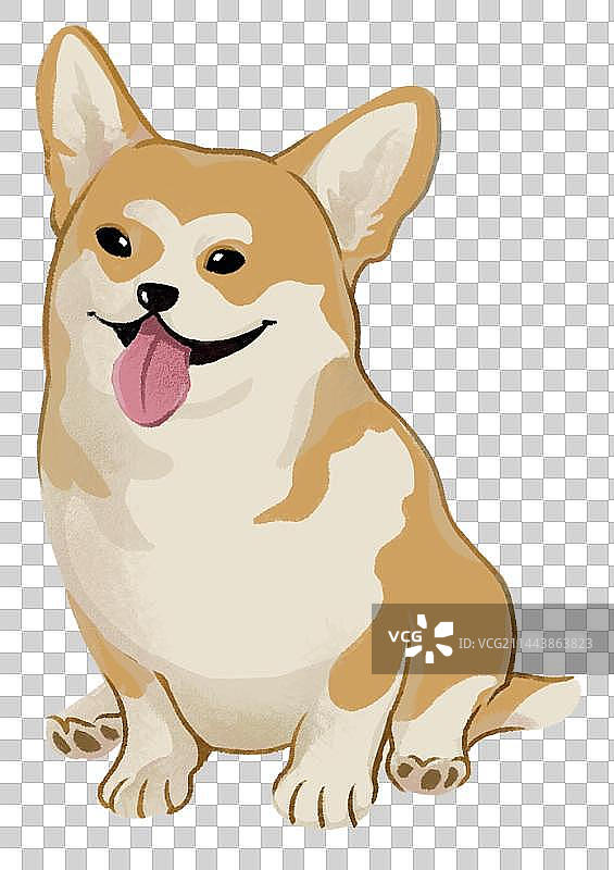 坐在地上的柴犬，可爱小狗宠物伸舌头动作图片素材