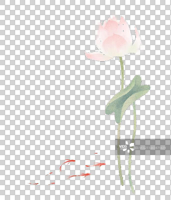 水彩荷花荷叶与小金鱼图片素材