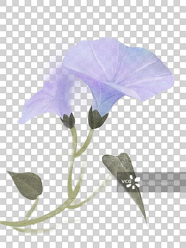 水彩紫色喇叭花图片素材