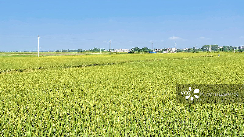 农业田顶天景观图片素材