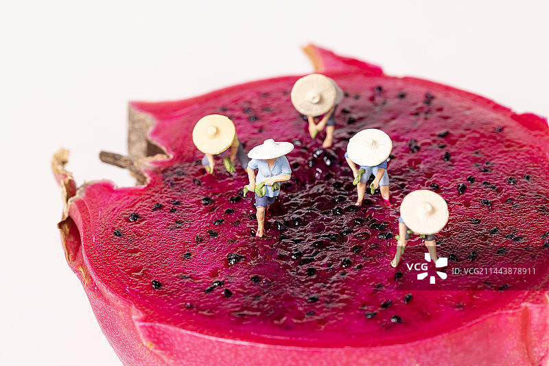 火龙果上的玩偶图片素材