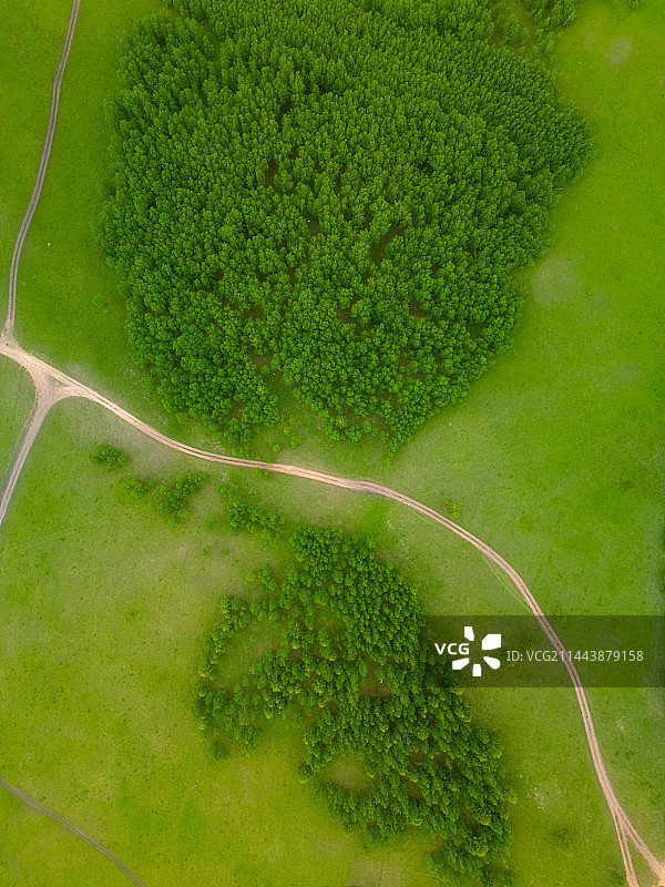 绿色的白桦林图片素材