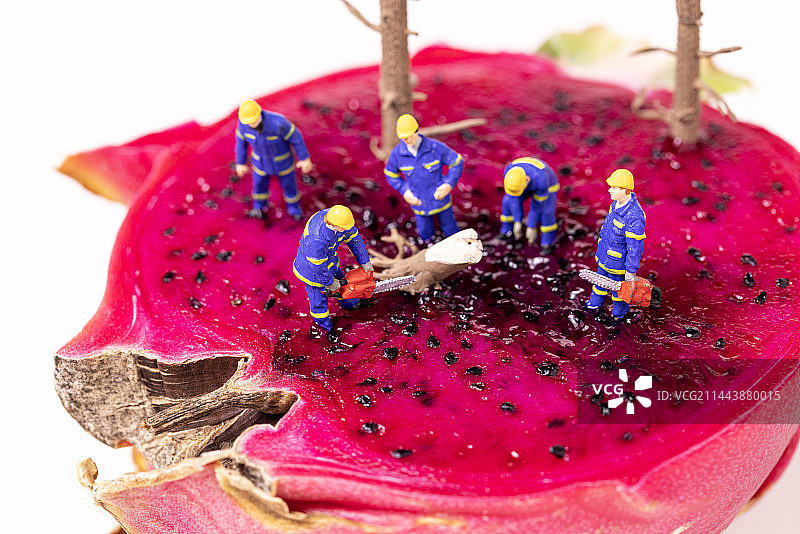 火龙果上抢险图片素材