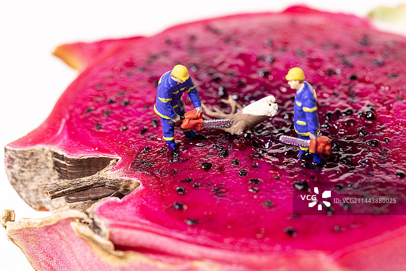 火龙果上抢险图片素材