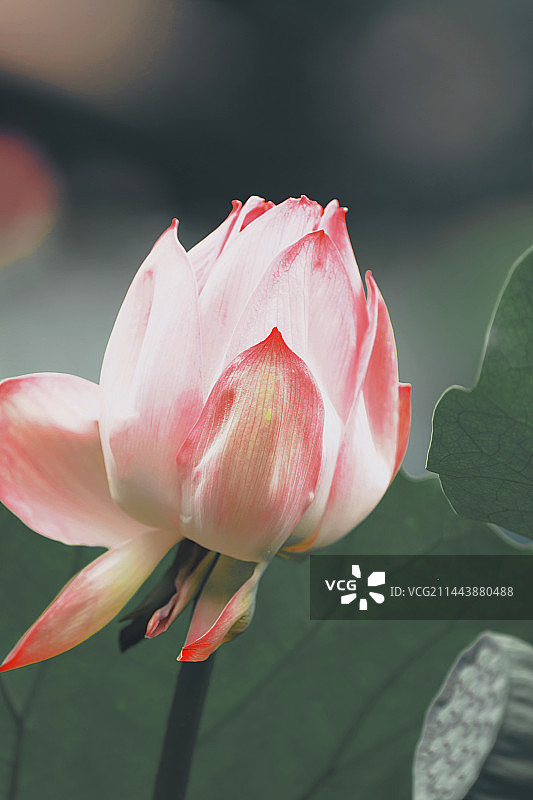 夏日暗调荷花图片素材