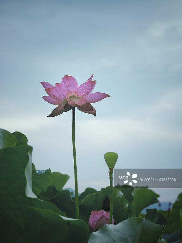 争奇斗艳图片素材