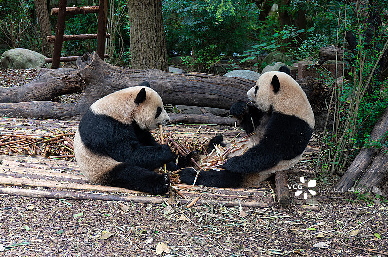 两只正在吃竹子进食的大熊猫图片素材