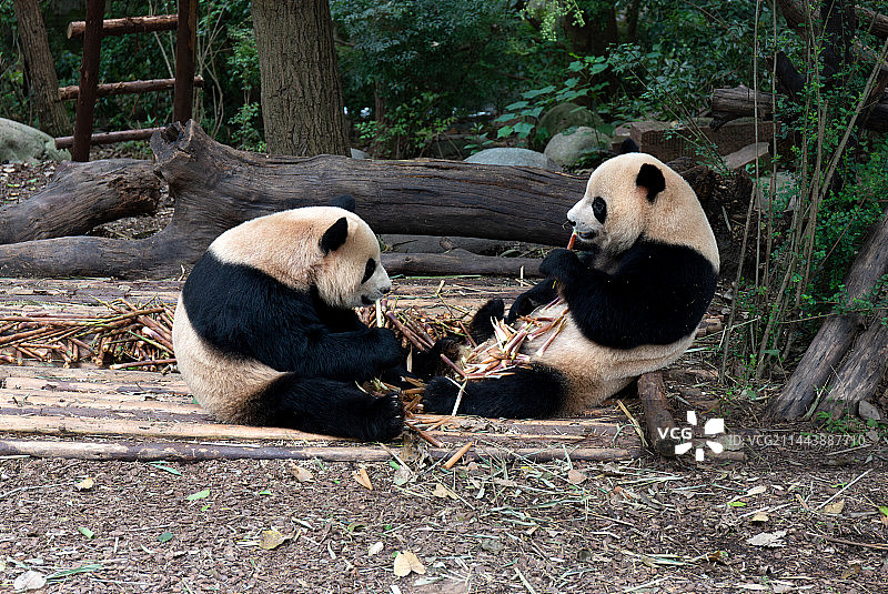 两只正在吃竹子进食的大熊猫图片素材