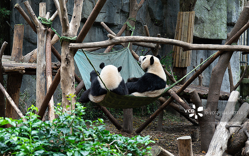 两只躺在软布床上的大熊猫图片素材