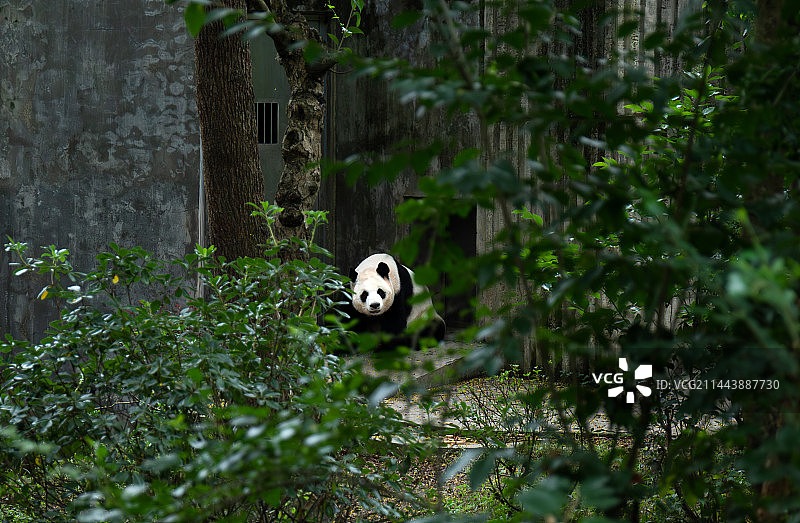 一只站在洞口悄悄张望游客的大熊猫图片素材