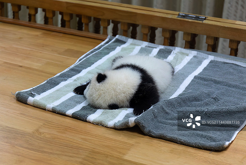 一只出生不久的大熊猫宝宝图片素材