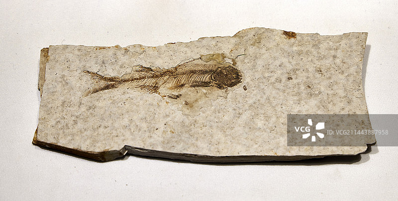 宁夏吴忠市博物馆馆藏文物狼鳍鱼化石图片素材