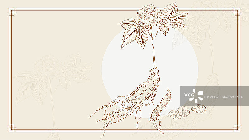 古风人参线稿钢笔画图片素材