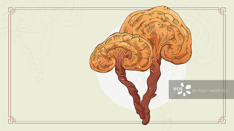 古风灵芝插画图片素材