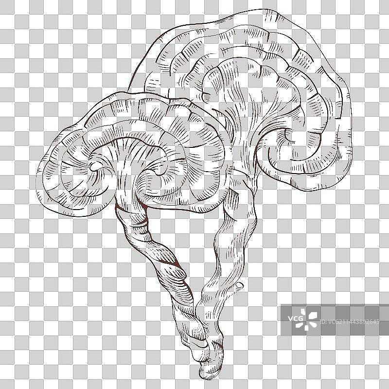 灵芝线稿钢笔画图片素材
