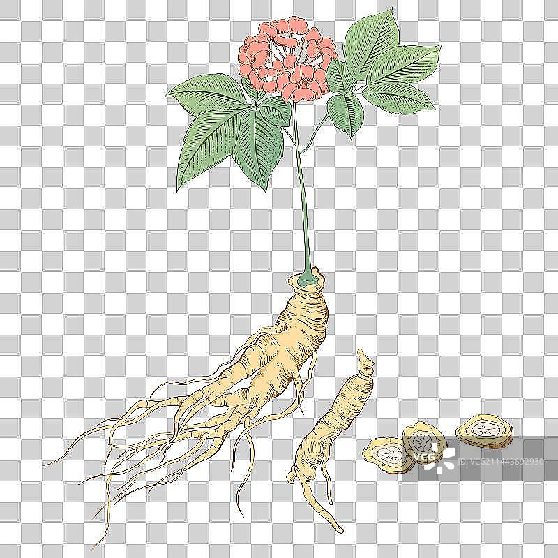 古风灵芝插画图片素材