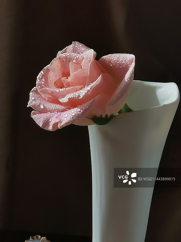 粉玫瑰图片素材