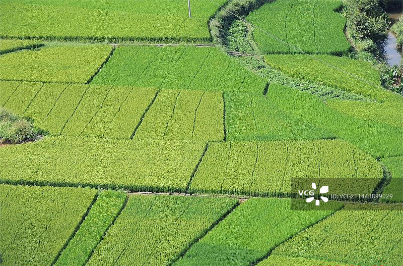 稻田风光图片素材