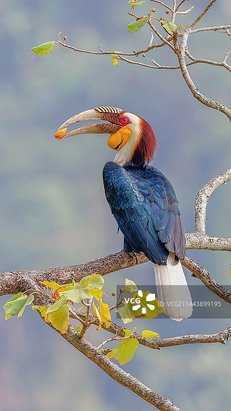 花冠犀鸟图片素材