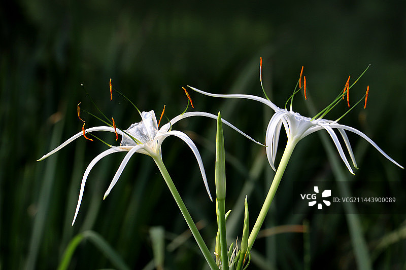 蜘蛛兰图片素材
