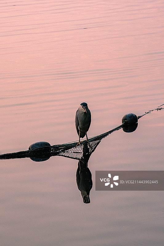 日落时栖息西在湖边的鸟的特写镜头图片素材