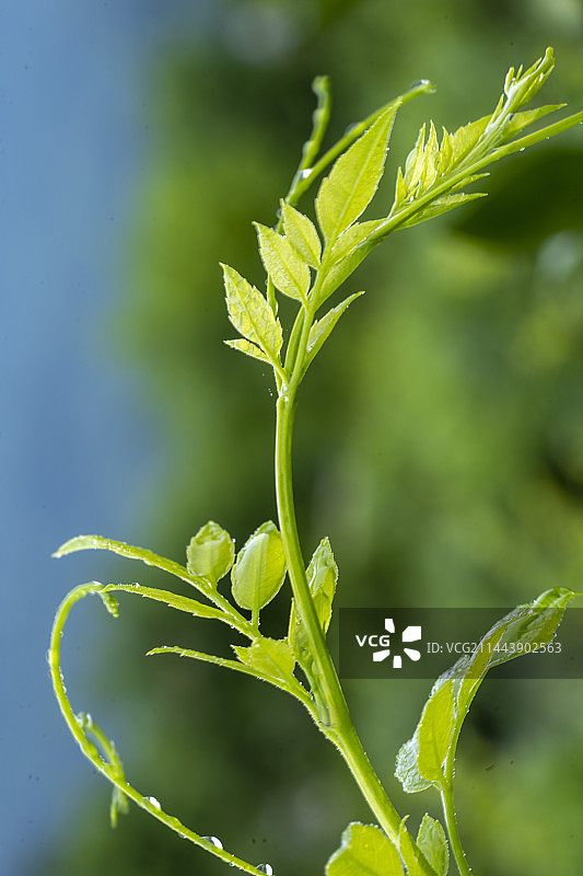 湖北建始县清江岸边人工栽培的藤茶嫩叶图片素材
