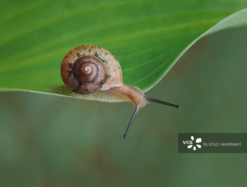 植物上的蜗牛特写镜头图片素材