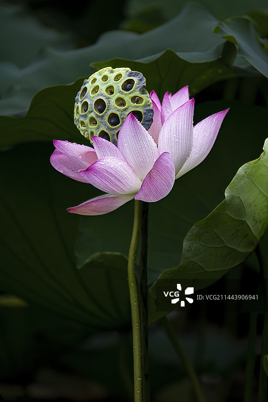 天使与恶魔图片素材