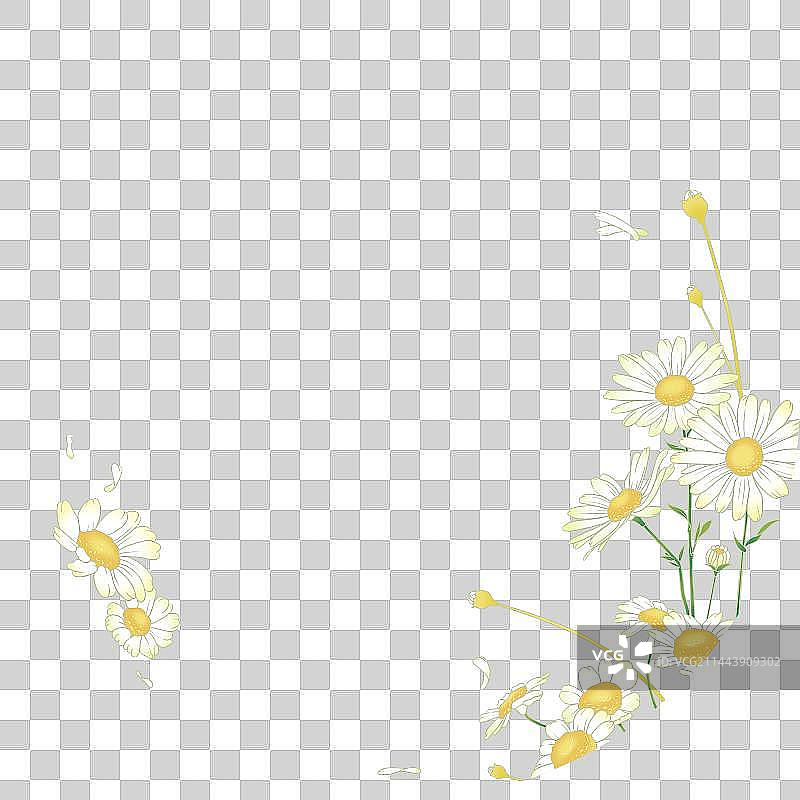 雏菊图片素材