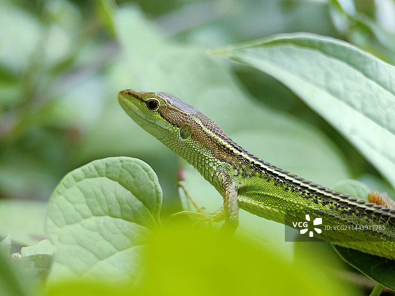 小蜥蜴图片素材