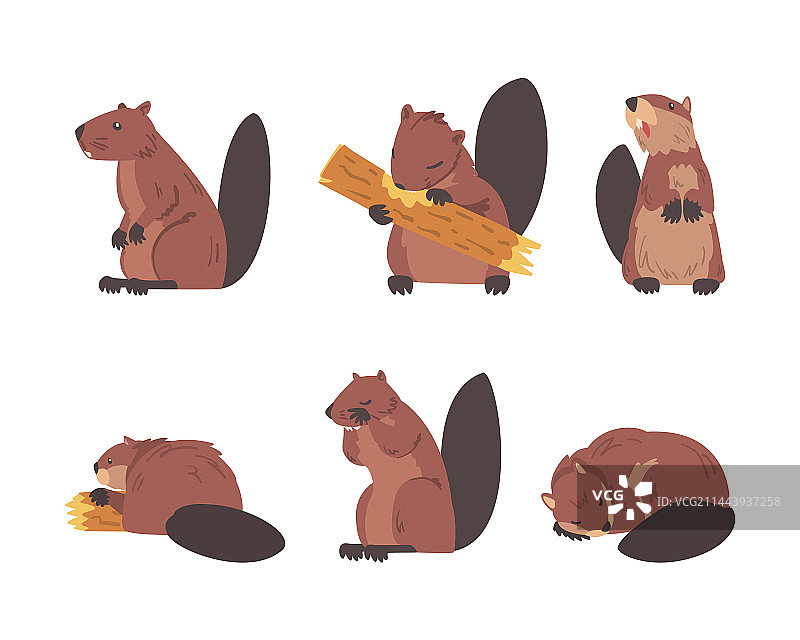 棕色毛皮长尾半水栖啮齿动物海狸图片素材