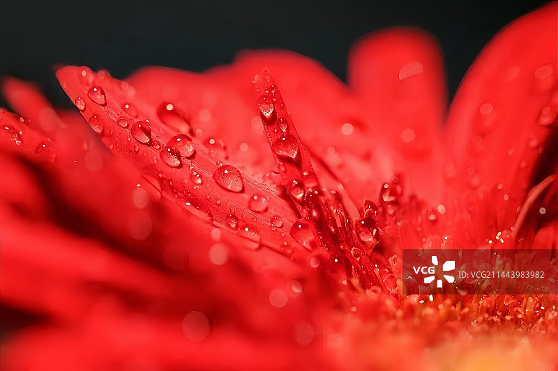 湿粉色花朵特写镜头图片素材