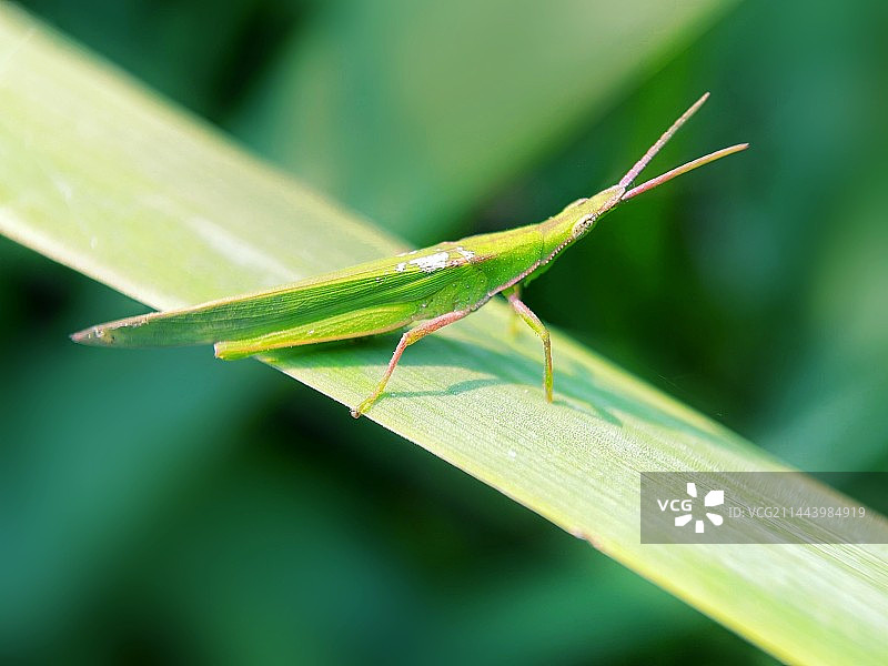 绿植上的小蚂蚱图片素材