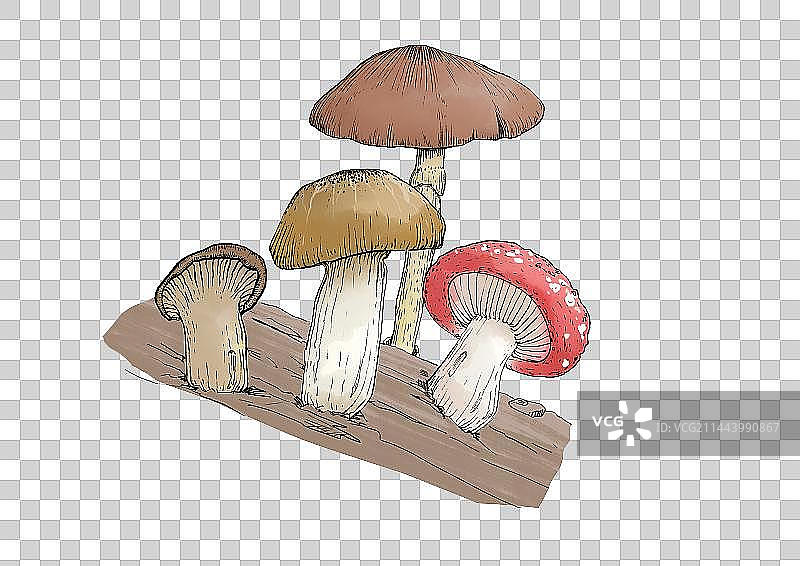 一簇蘑菇插图图片素材
